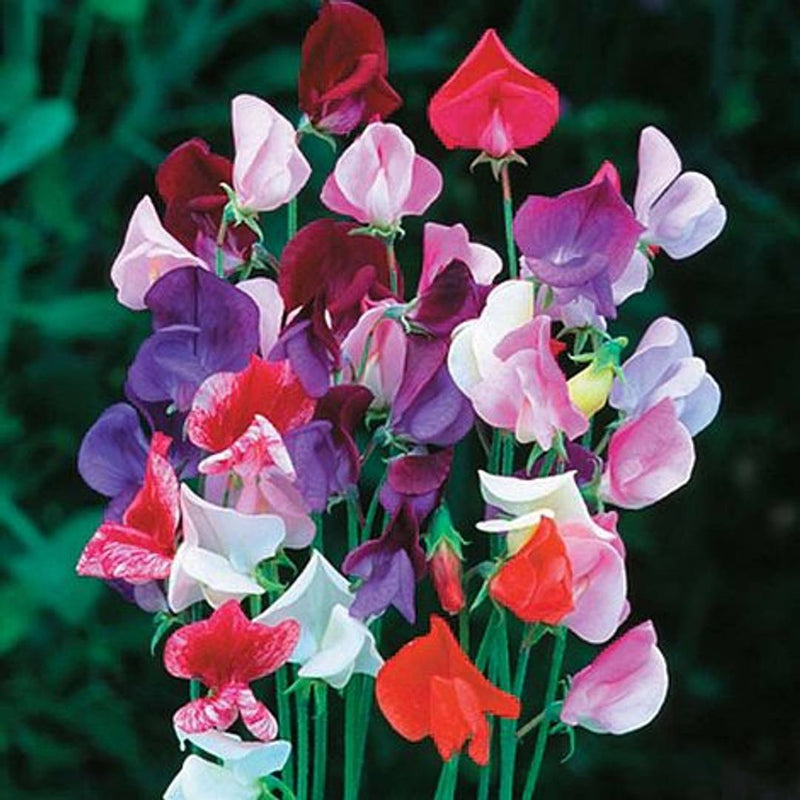 Sweet Pea Mixed Flowers Organic Seeds by Indiaca or Florina (Packet Of 1) - NiftyHomes